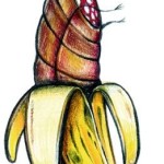 Banana OGM - Federico Cecchin ©